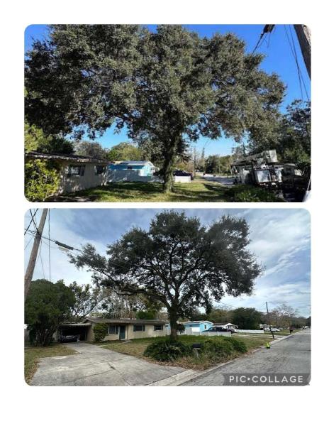 Central Florida Tree & Debris
