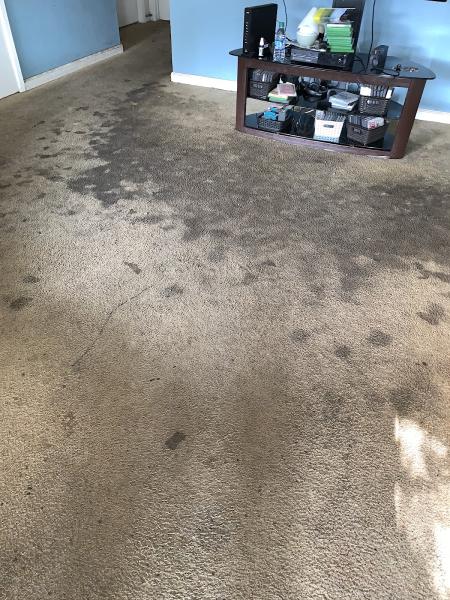 Magic Wand Professional Cleaning Services