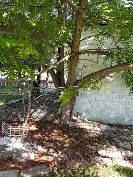 Crawford Tree & Landscape Services