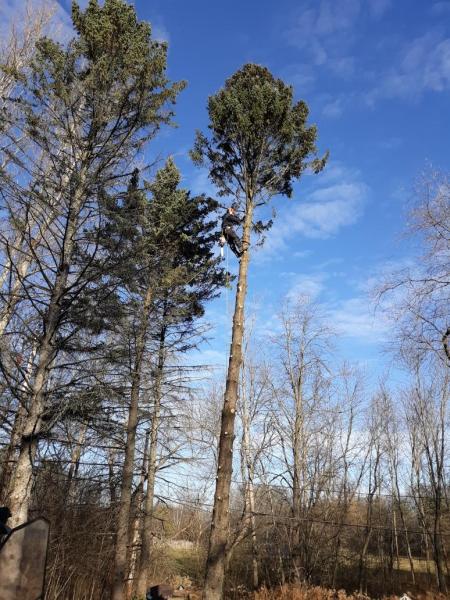 Crawford Tree & Landscape Services
