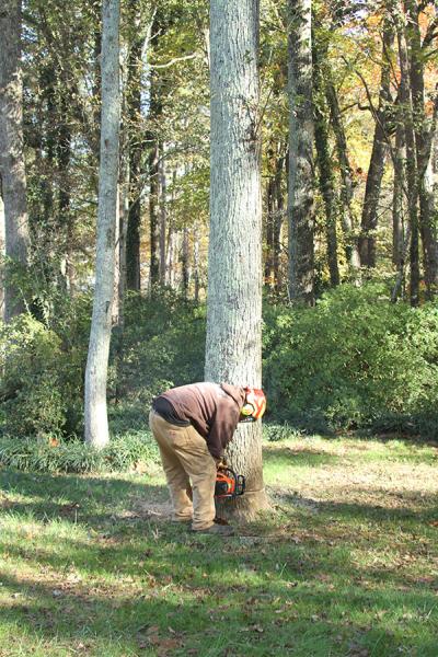 R Watkins Tree Service