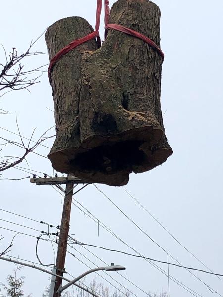 Gedney Tree Care