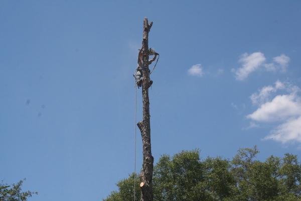 Beaver Tree Service