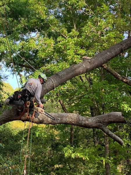 Beaver Tree Service