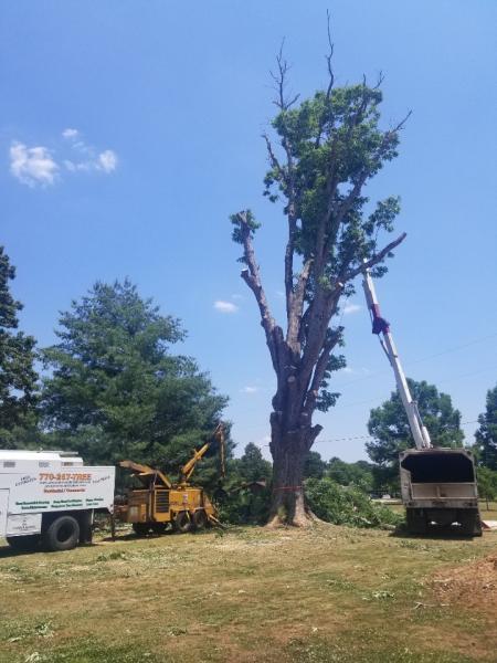 Premier Tree and Shrub Care