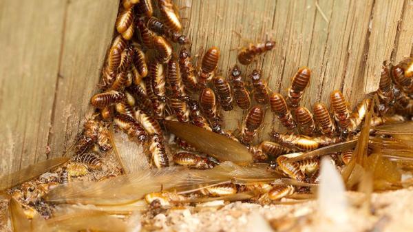 Keystone Pest Control
