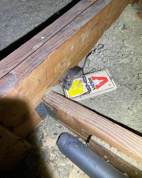 Brave Pest Solutions