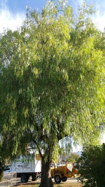 A Sandoval Tree Service