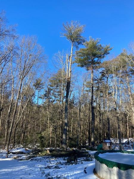 Medina Tree Services