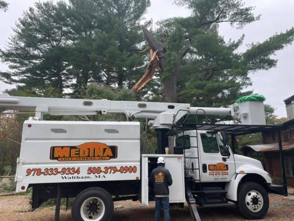 Medina Tree Services