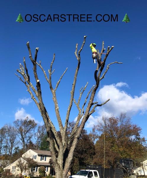 Oscar's Tree Removal & Stone Veneer