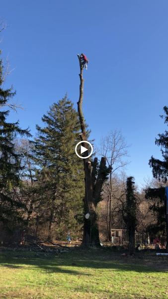 Oscar's Tree Removal & Stone Veneer