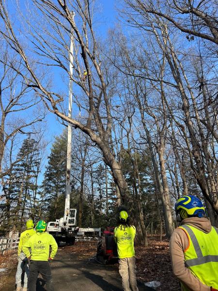 Oscar's Tree Removal & Stone Veneer