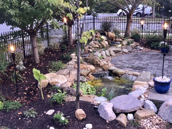 Pond Therapy