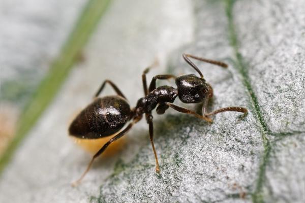 Venom Pest Control