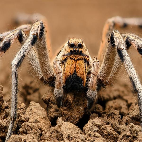 Venom Pest Control