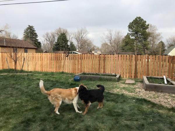 Accent Fence and Design