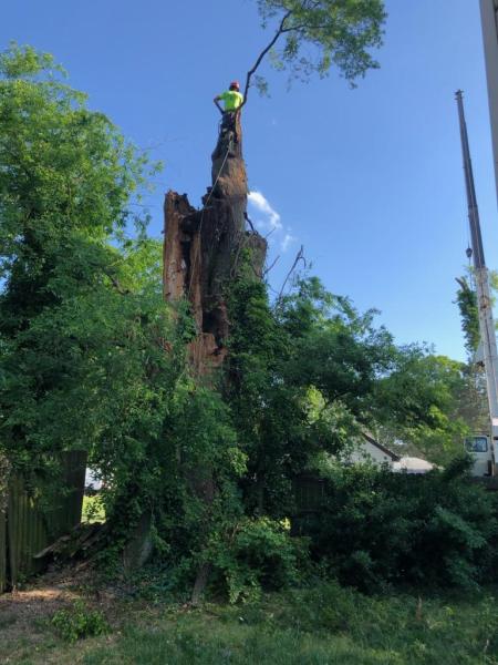 Arbor Tree Care Inc.