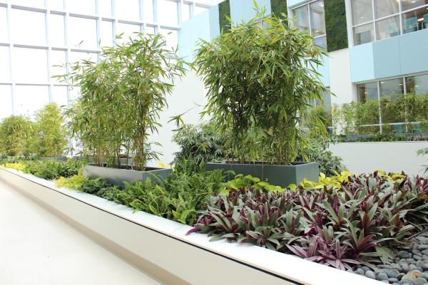 Care Plant Inc