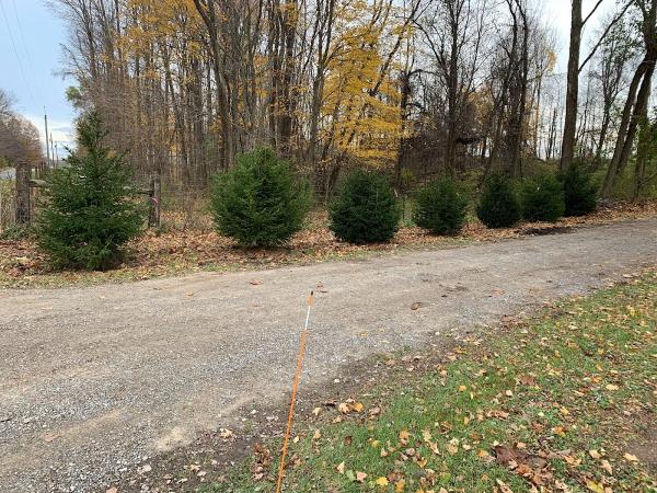 E-Z Tree Transplanting Inc