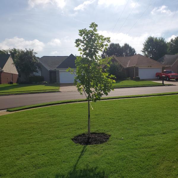 Ellington Landscape Design