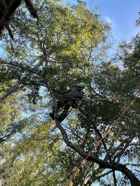 Arbor Conscious Tree Service