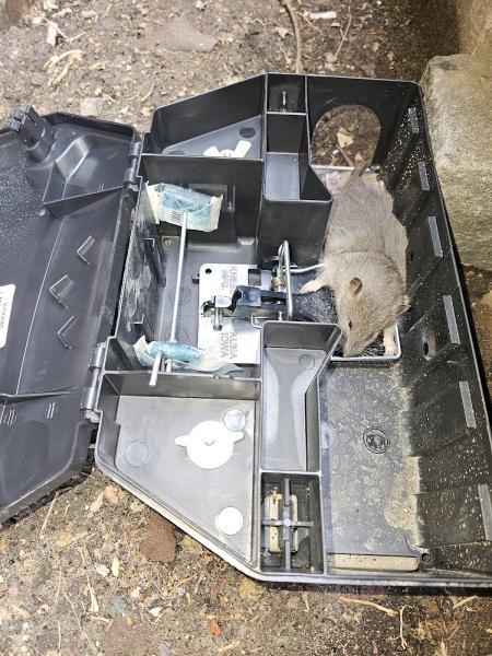 VJ Mice-Roaches-Rats-Bedbugs and Ants
