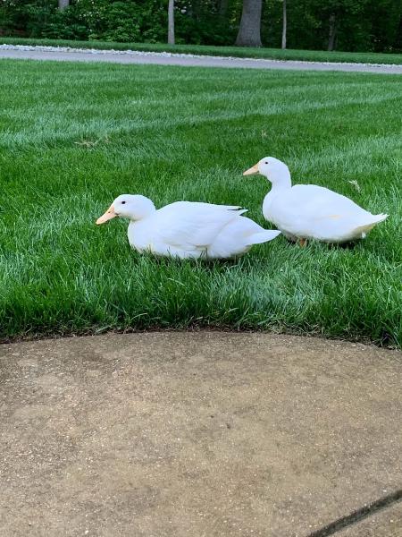 On the Green