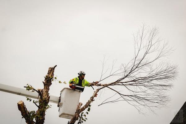 Tree King Tree Experts