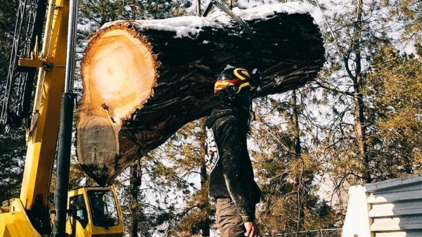 Integrated Tree Professionals