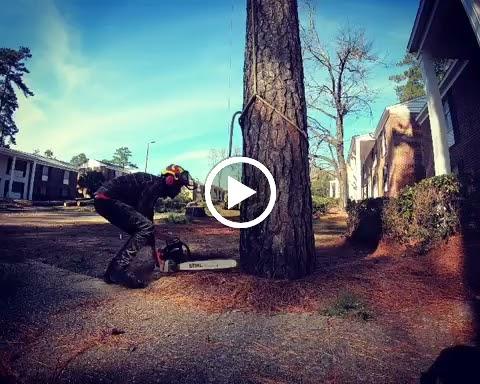 Integrated Tree Professionals