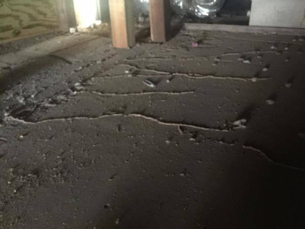 NAZ Pest Management