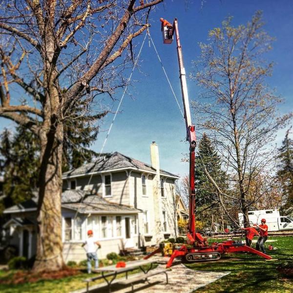 Parshall Tree Care Experts