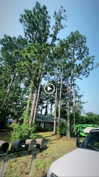 Noe C. Gonzalez Tree Service LLC