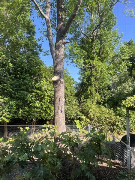 Noe C. Gonzalez Tree Service LLC