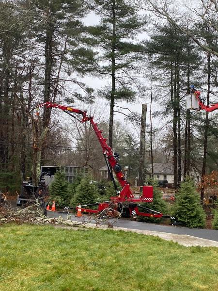 Notch Your Average Tree Service