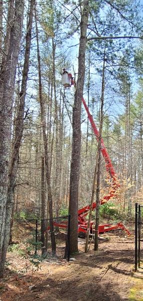 Notch Your Average Tree Service