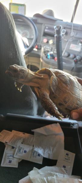 Rapid Wildlife Services