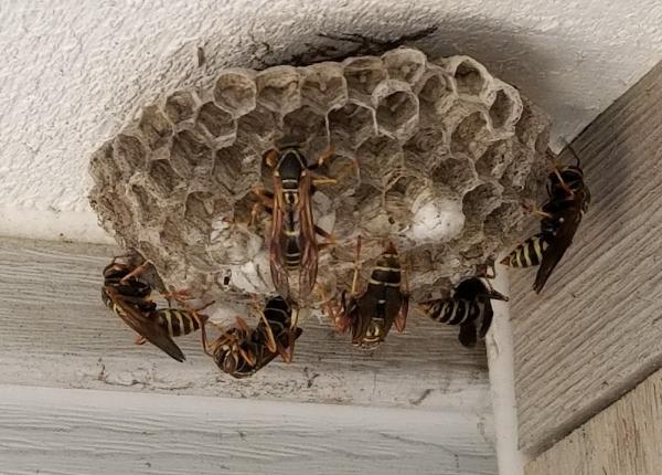 Bogo Pest Control