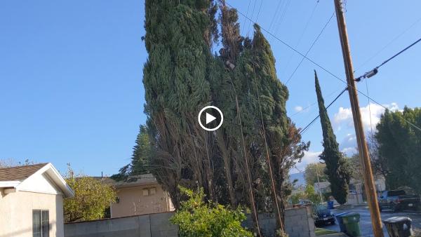Safeway Tree Service Inc.