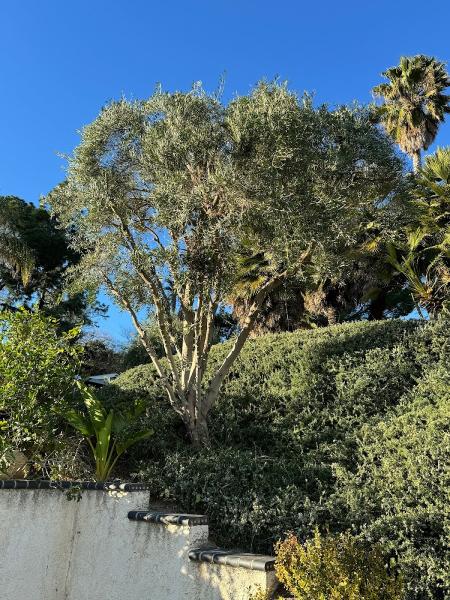 Safeway Tree Service Inc.