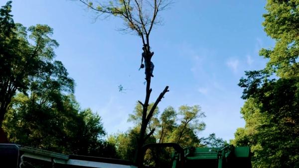 WTB Tree Service LLC
