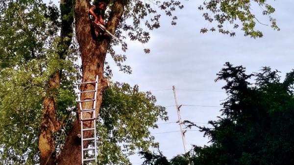 WTB Tree Service LLC