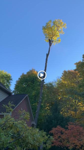 Anthony's Tree Service & Landscape