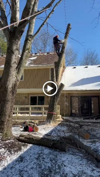 Anthony's Tree Service & Landscape