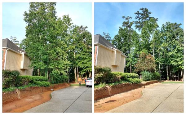 Chavez Tree Services
