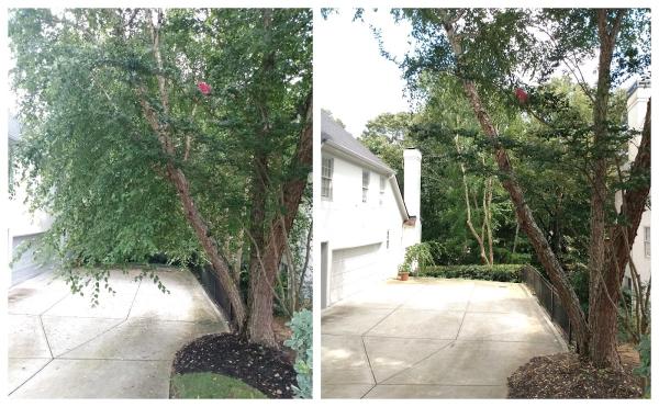 Chavez Tree Services