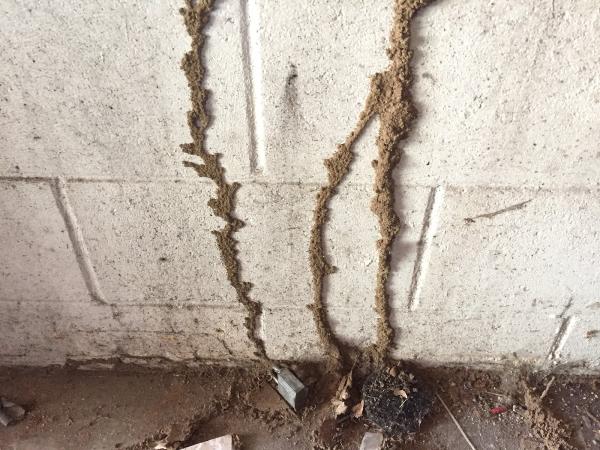 Professional Termite & Pest Control