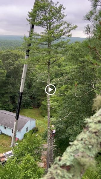Cambium Tree Works LLC