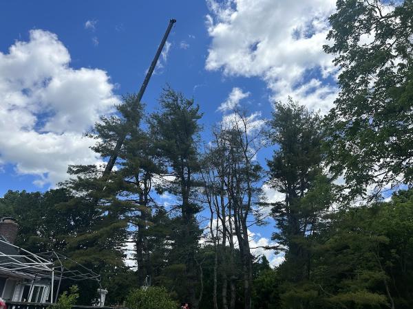 Cambium Tree Works LLC